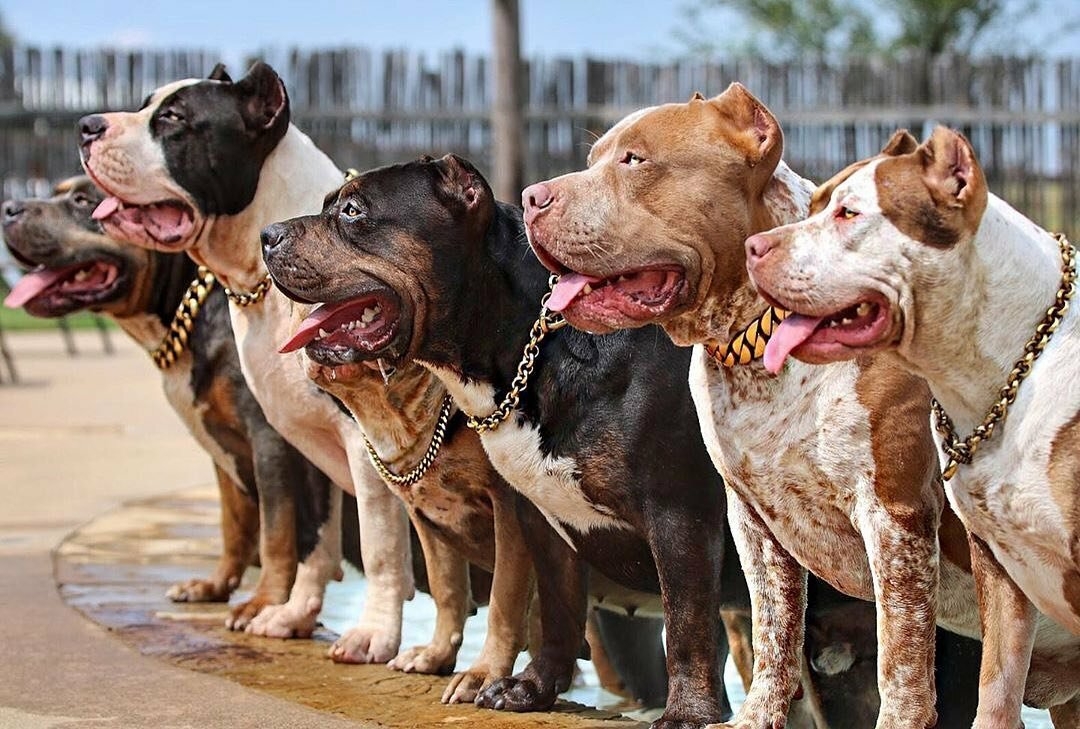 Разрешения на приобретение бойцовских собак будут выдавать после спецкурсов